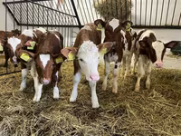 วัวตัวเมีย, Simmental cattle — รูปภาพ 1