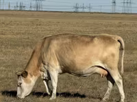 암소, Simmental cattle — 사진 2