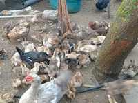 Ducks — Foto 4