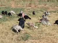Turkeys — foto 4