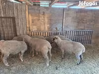میش, گوسفند — عکس 1