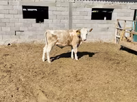 Toro, Simmental cattle — foto 2