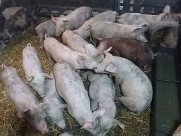 Pigs (batch, sex not specified), Pigs — Hungary