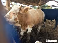 Bik, Simmental cattle — fotografija 1