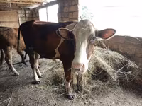 Krava, Simmental cattle — fotografija 2