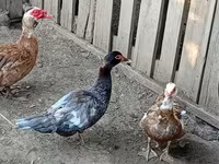 Ducks — 照片 8