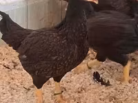 Chickens — புகைப்படம் 2
