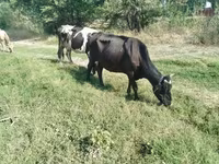 Sapi, Holstein breed — foto 1