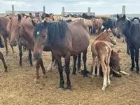 Жребец, Kazakh horse — снимка 1