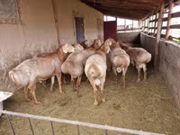 Ovan, Arashan sheep — fotografija 6
