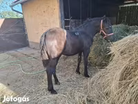 Jument, Chevaux — photo 1