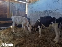 گاو نر, Russian Black pied cattle — عکس 5