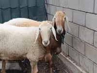 Ram, Arashan sheep — photo 3
