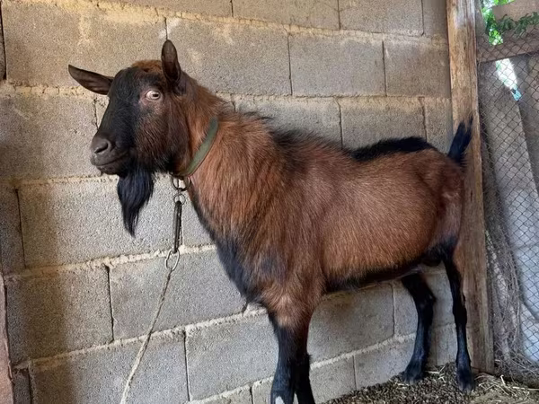 بز ماده, Alpine goat