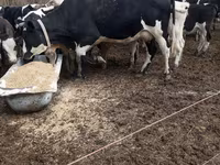 Lo’, Holstein breed — sawirka 1