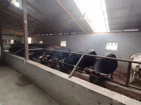 公牛, Cattle