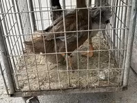 Ducks — รูปภาพ 3
