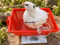 Quails — ፎቶ 3
