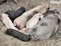 Babi betina, Вьетнамская вислобрюхая — foto 4