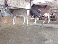 Ko, Simmental cattle — foto 3