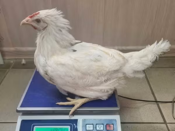 Chickens