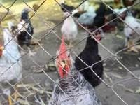 Australorp — foto 3