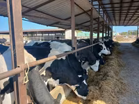 Крава, Russian Black pied cattle — снимка 1