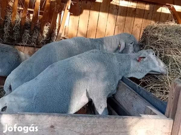قوچ, Merino sheep