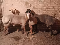 Vædder, Rhon sheep — foto 2