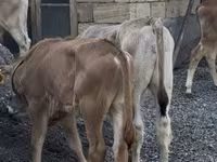 گاو نر, نژاد جرسی — عکس 5