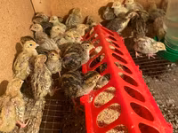 فرعون — الصورة 6