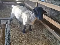 Domba jantan, White Suffolk sheep — foto 2