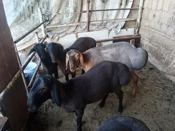Baran, Rhon sheep