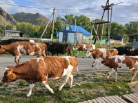 Mucca, Simmental cattle — foto 3