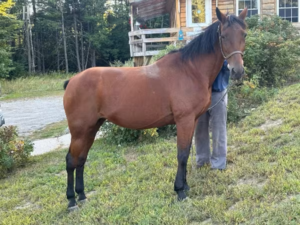 Cavalla, Standardbred