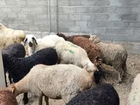 بھیڑ, بھیڑیں — تصویر 1