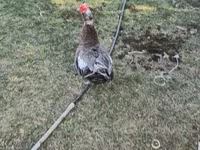 مسکوی خانگی — عکس 2