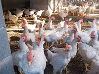 Chickens — zdjęcie 1