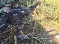 Chickens — عکس 1