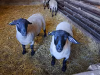 Sheep, White Suffolk sheep — photo 1