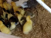 Ducks — عکس 2
