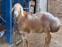 숫양, Arashan sheep — 사진 4