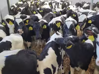 Dibi, Cattle — sawirka 6