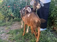 Bode, Nubian Goat — foto 1