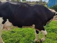 Lo’, Holstein breed — sawirka 1