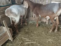 Kos, Rhon sheep — 2. fotó