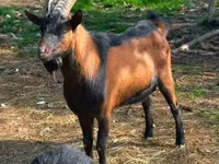 Cabra, Alpine goat — foto 4