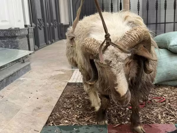 Domba jantan, Sheep — Uzbekistan