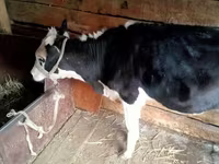 Αγελάδα, Russian Black pied cattle — φωτογραφία 1
