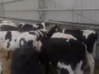 ІҚМ (топ, жынысы көрсетілмеген), Simmental cattle — 5-сурет